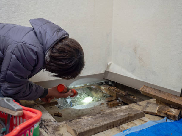 Best Mold Damage Restoration  in Coyne Center, IL