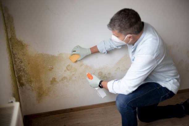 Best Mold Remediation for Healthcare Facilities  in Coyne Center, IL